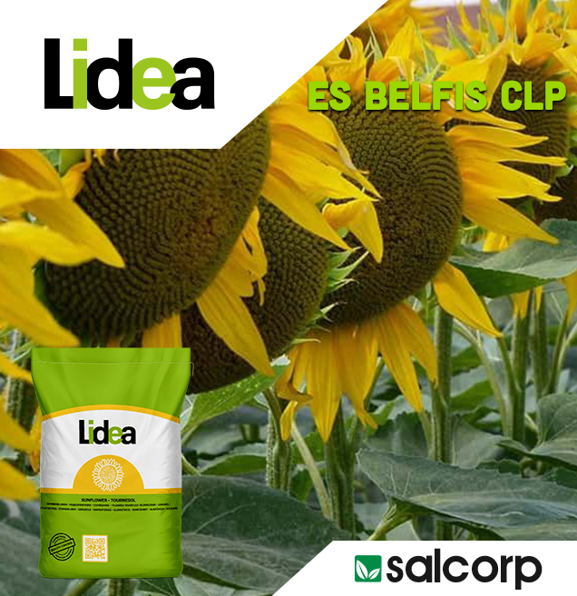 LIDEA LID 5053 SU